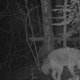 Coyotes on Stockton Island, Wisconsin, in 2015.